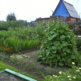 Kako uzgajati rane krastavce bez staklenika i staklenika